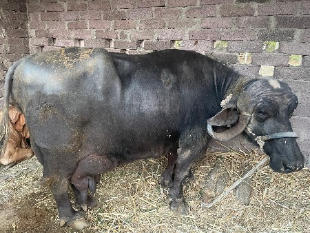 ભેંશ વેચવાની છે