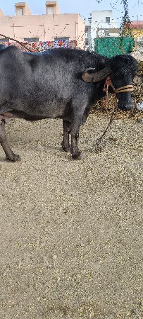 થંબનેલ 3