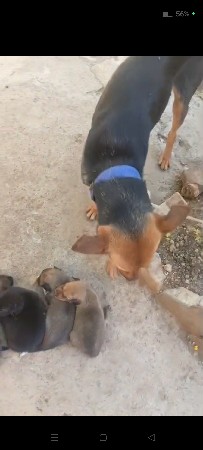 જર્મન શેફર્ડ ગૂડિયા વેચવા ના છે