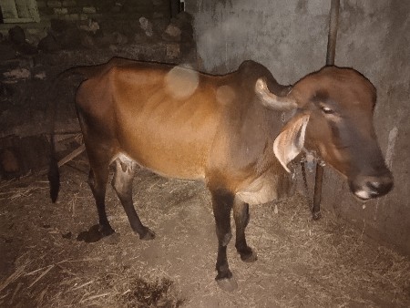 વેશવની 32000 કિમત સે