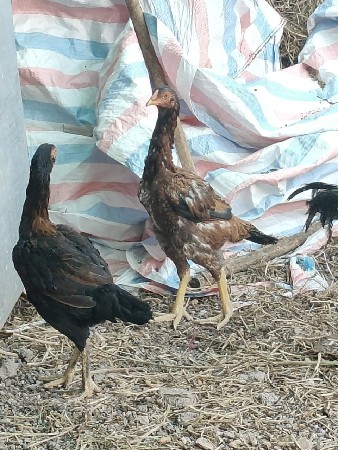 थंबनेल 2