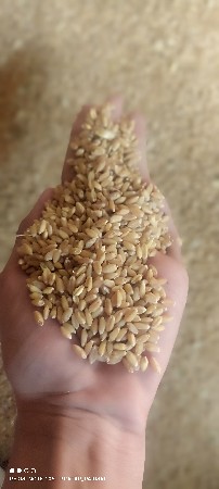 ધવ વેચવાના છે