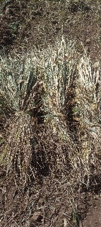 જુવારના પૂરા બેસવાની છે ભાવ 25