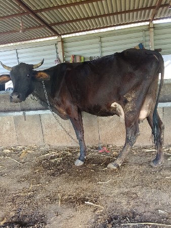 ગીર ક્રોસ ગાય