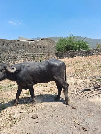 પાડો વેચવાનો છે