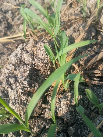 જુવાર નું બિયારણ