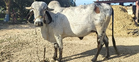 ગાય વેસવાની છે પેલું વેતર