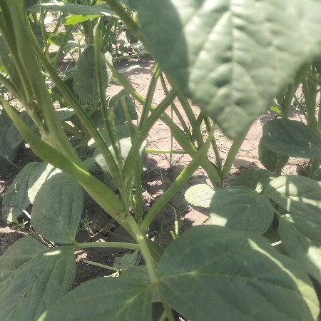 vesvanase guvar 35 kg gvar aek