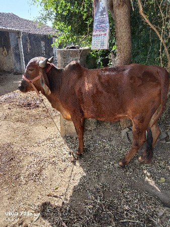 थंबनेल 2