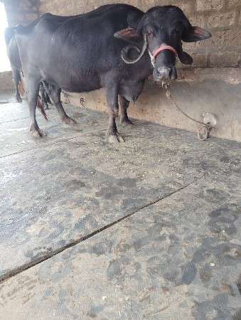 थंबनेल 2