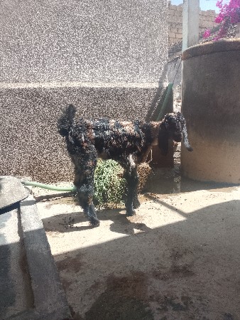 બચી વેચવાની છે