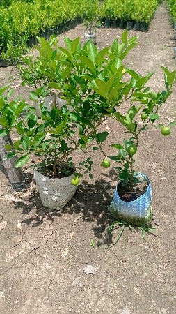 તાઇવાન લીંબુ પ્લાન્ટ