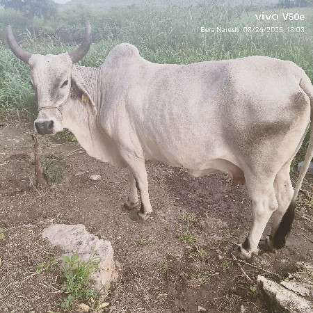 थंबनेल 2