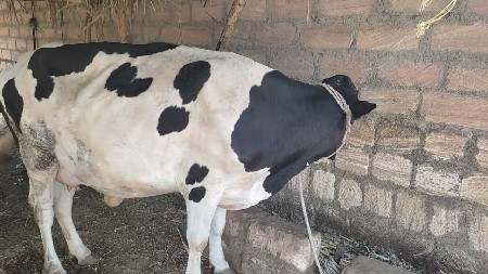 એચ. એફ. ગાય વેચવાની છે