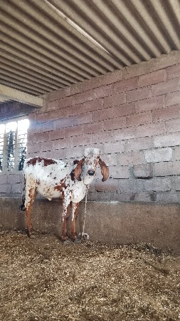 थंबनेल 3