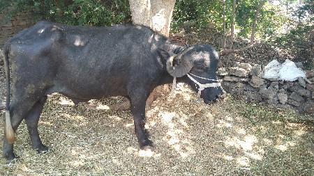 પાડો દેવાનો છે સાડા પણ કરવા