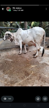 થંબનેલ 2