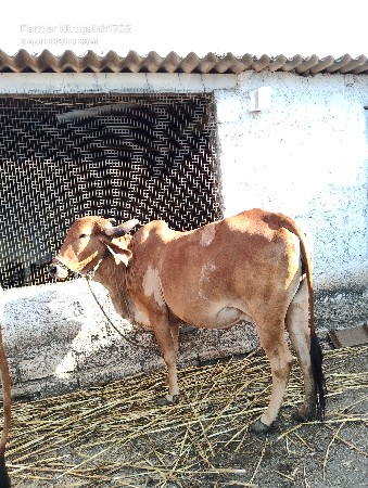 ગાય વેચવાની છે