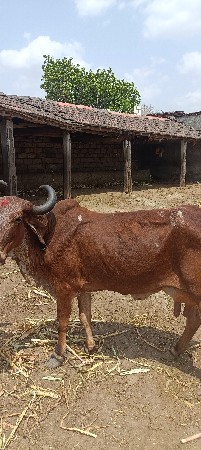 ગાય વેશવા ની સે સારી ગાય છે