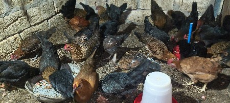 સોનાલી મૂરઘી