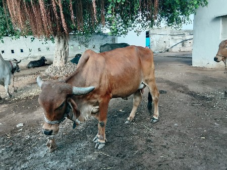 gir gay vechavani se 8 divs