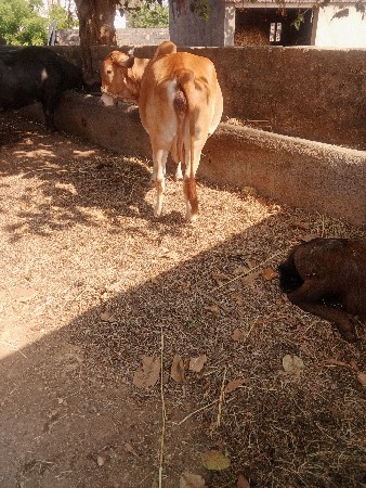 સોનકપીલી ગાય વેચવાની છે