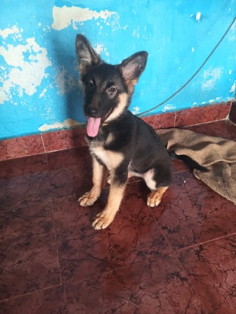 જરમર સેફડ ડબલ કોટ