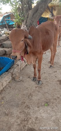 थंबनेल 2