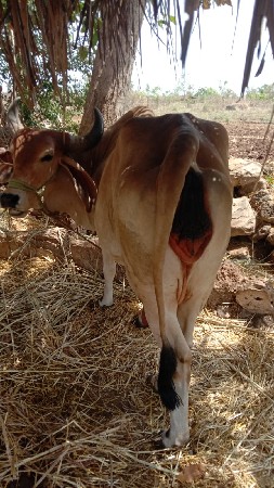 थंबनेल 2