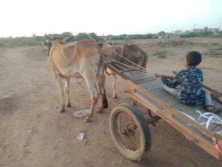 ગદલા વેચવાના છે