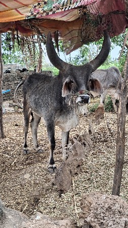 બળદ વેચવાના છે