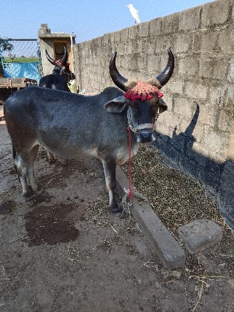 વાસડા. વેસવાનાછે