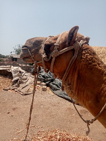 વેચવાના