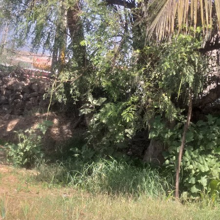 સરઘવા નો  પાવડર