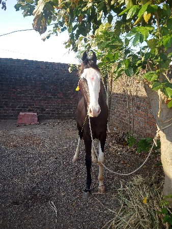 વસેરો વેચવાનો  છે