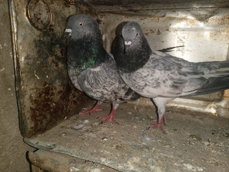 થંબનેલ 2