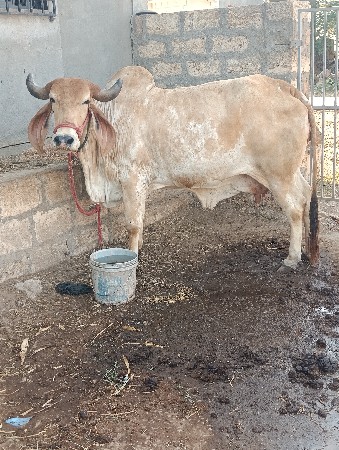 ગીર ગાય આપવાની છે
