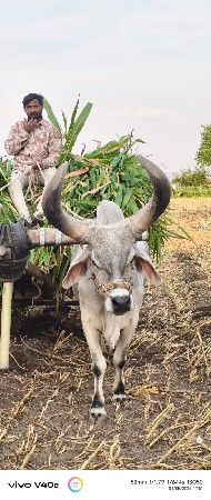 આ‌ બળદ‌ વહેંચવા ના છે