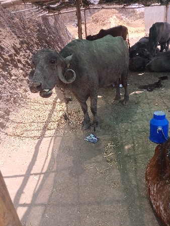 ભેંસ  વેચવાની છે