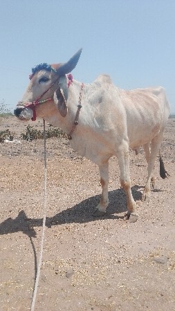 દેવભૂમિ દ્વારકા