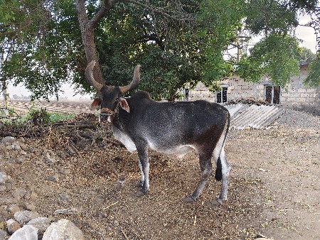 બળદ વેસવાનો છે ડાબિયાર હાલે