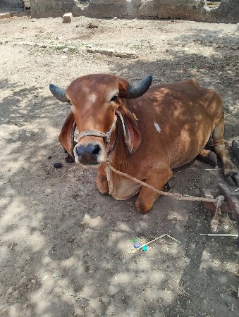 થંબનેલ 2