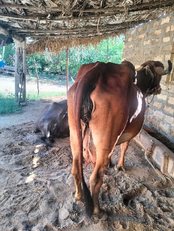 ગાય વેચવાની છે