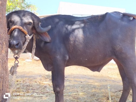 પાડો વેચવાનો છે