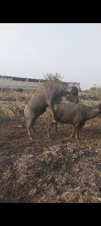 પાડો વેચવાનો છે