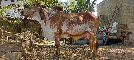 ગાય વેચવાની છે