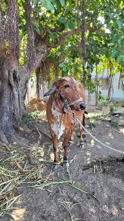 હા
ગીર ગાય વેચવાની છે