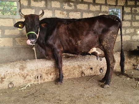 2 ગીર ક્રોસ ગાયું વેચવાની છે