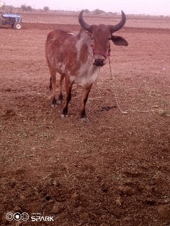 થંબનેલ 3