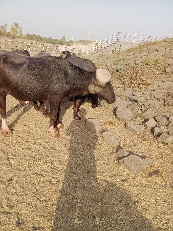 થંબનેલ 2